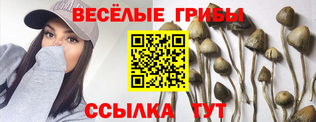 Галлюциногенные грибы ЛСД  Галлюциногенные грибы прущие грибы  Осинники  Вход с VPN 
